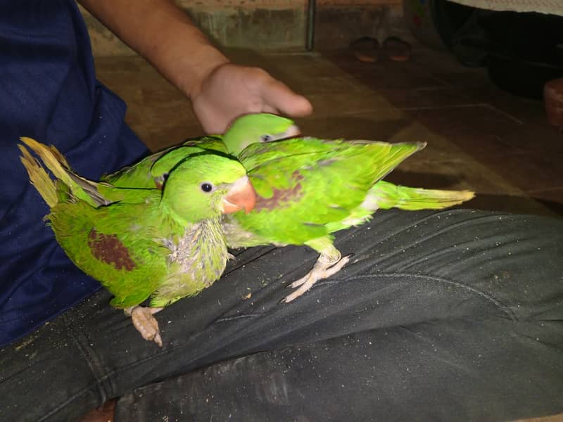 Beautiful Row Parrots Chick's & Breeder available Pahari Tota Kashmiri 7
