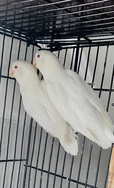 Albino Redeye DNA Females 0