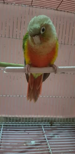 Buttiful Parrot