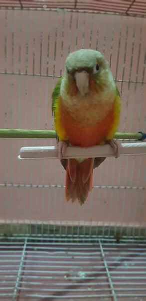 Buttiful Parrot 1