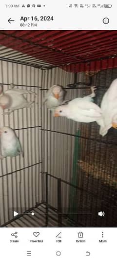 albino blik i paty available for sale