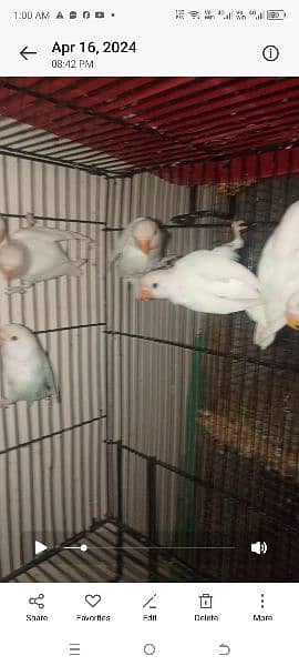 albino blik i paty available for sale 0