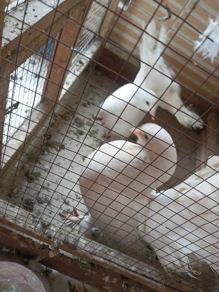 Fantail pigeons for sale 0