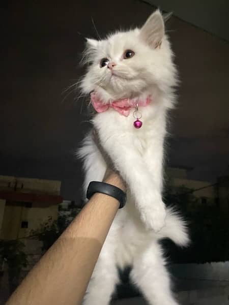 female persian kitten 0
