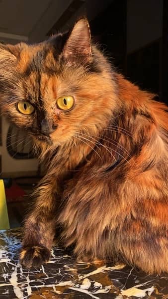 Female Persian Cat (1.5 Years) 0