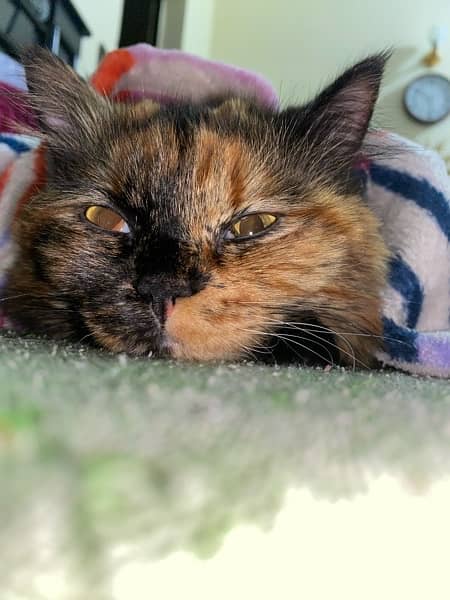 Female Persian Cat (1.5 Years) 2