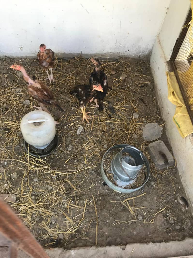 pure Aseel walati chicks for sale resulted chicks gurrante waly ho gy 8