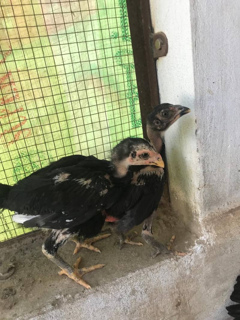 pure Aseel walati chicks for sale resulted chicks gurrante waly ho gy 12