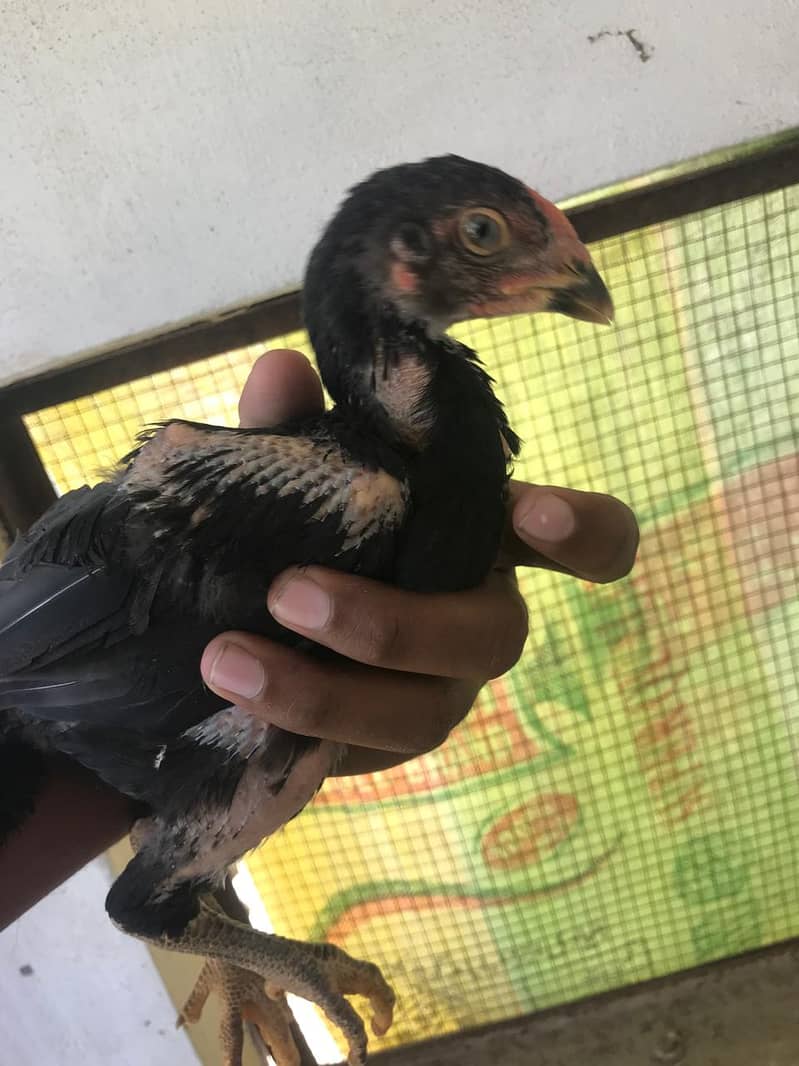 pure Aseel walati chicks for sale resulted chicks gurrante waly ho gy 13