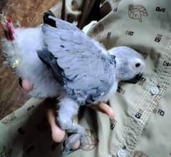 gray parrot Baby/03152248124