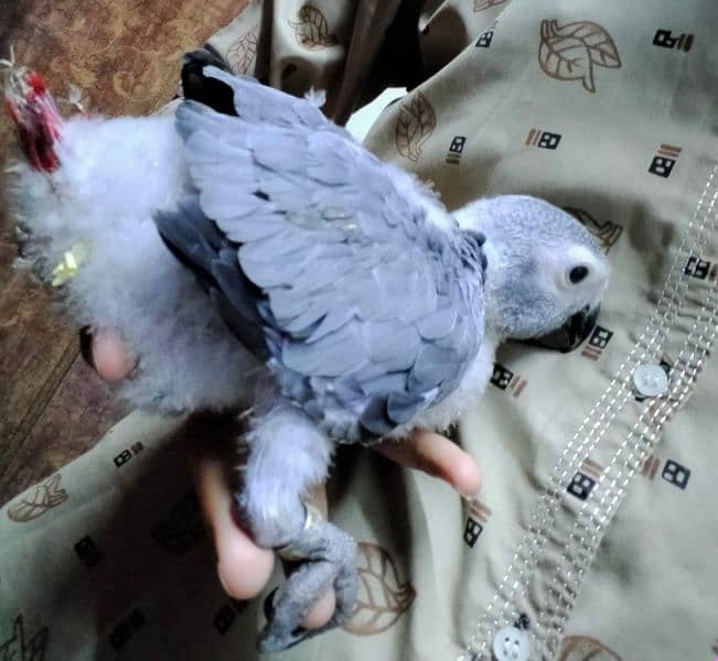 gray parrot Baby/03152248124 0