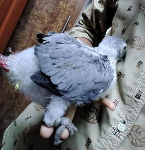 gray parrot Baby/03152248124 1