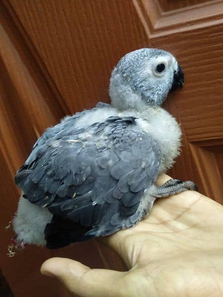gray parrot Baby/03152248124 2