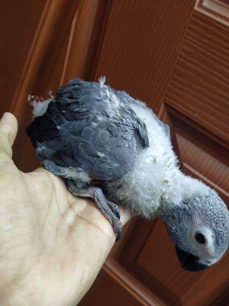 gray parrot Baby/03152248124 3