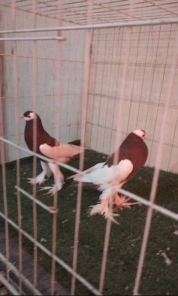 migpai chiks available 3