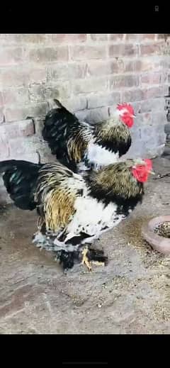 buff and Brahma eggs and chicks available