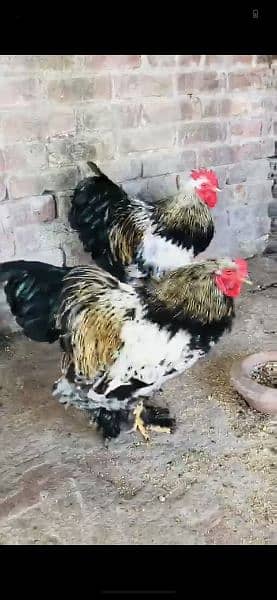 golden buffand Brahma eggs and chicks available 0