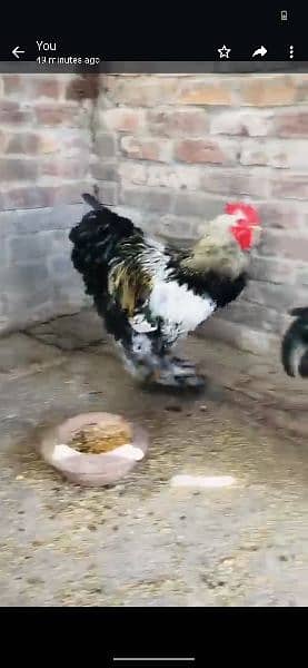 golden buffand Brahma eggs and chicks available 1
