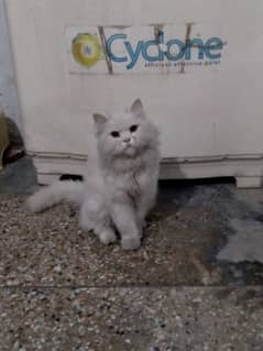 tripple coat persian cat