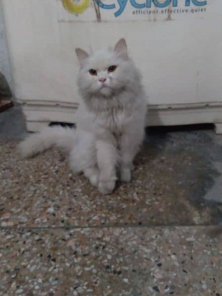 tripple coat persian cat 1