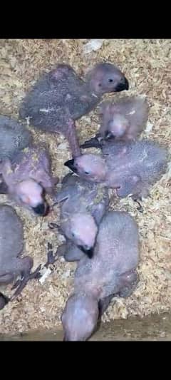 African grey jumbo size chick for sale contact 03126945780