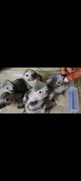 African grey jumbo size chick for sale contact 03126945780 3