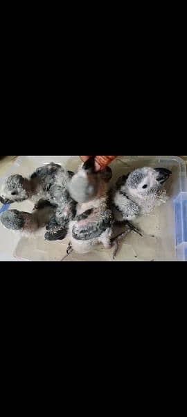 African grey jumbo size chick for sale contact 03126945780 4
