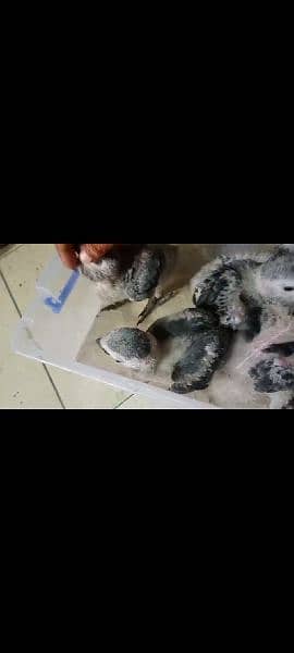 African grey jumbo size chick for sale contact 03126945780 5