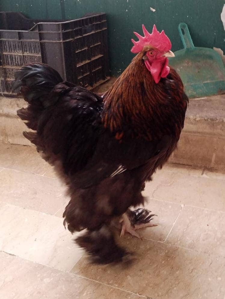 Hens breeder pair for sale with fertile eggs 0