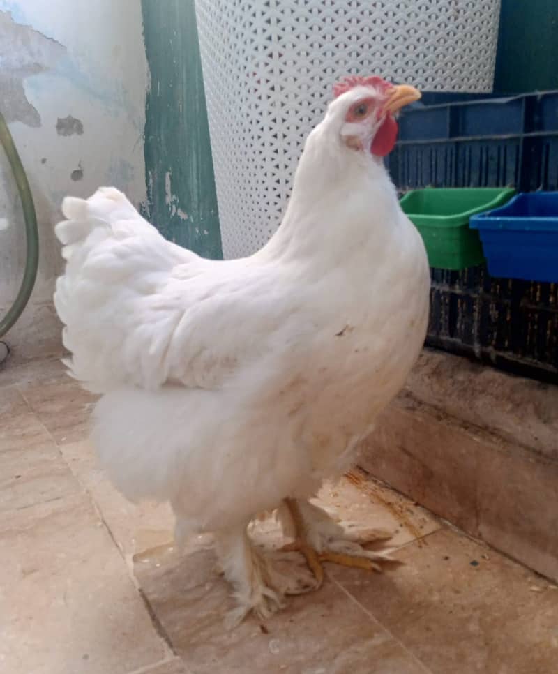 Hens breeder pair for sale with fertile eggs 1
