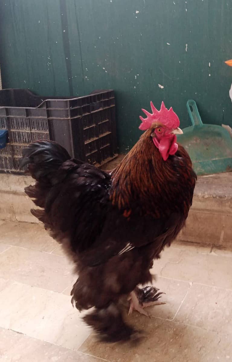 Hens breeder pair for sale with fertile eggs 2