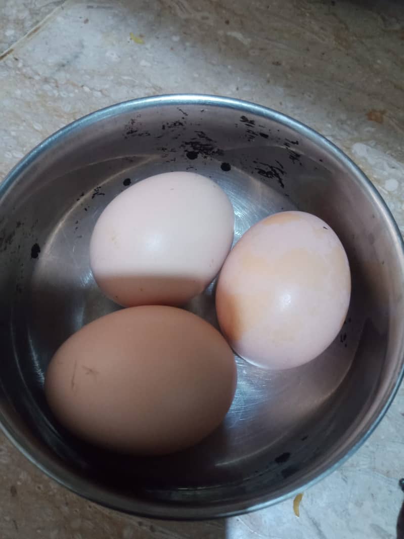 Hens breeder pair for sale with fertile eggs 3