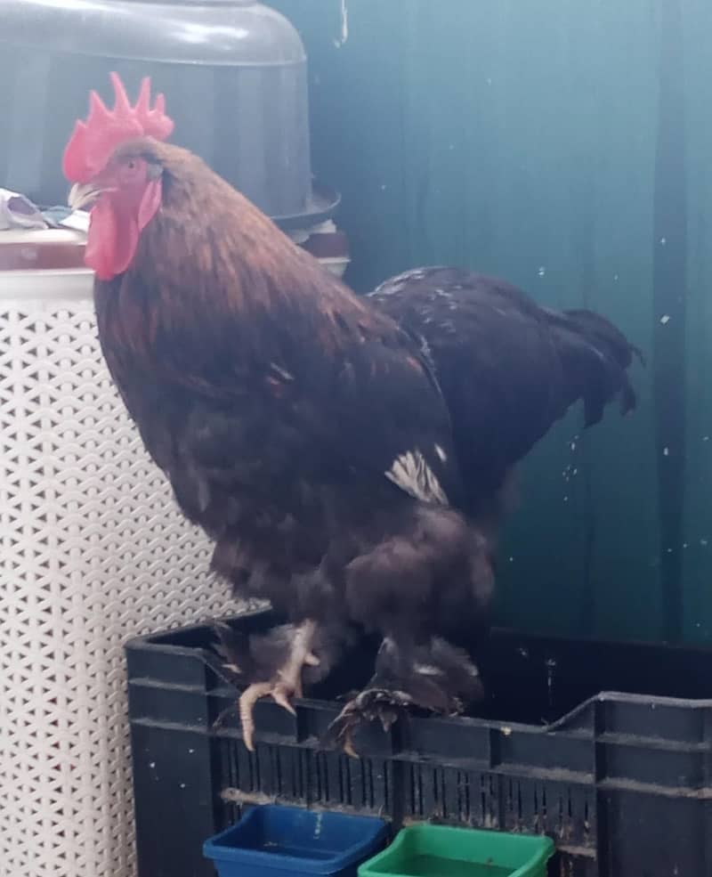 Hens breeder pair for sale with fertile eggs 4