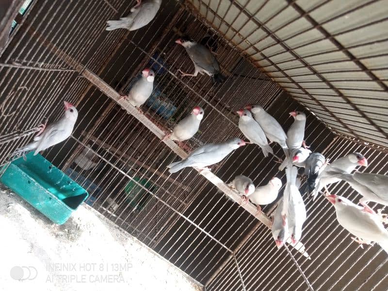 Silver java adults urgent sale ready to bread in jumbo size 1