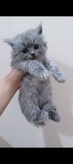 triple coated Persian kittens 0