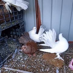 lakay kabooter fancy fantail american English cross for sale
