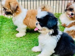 Top Quality Shitzu Pups 47000 each pup