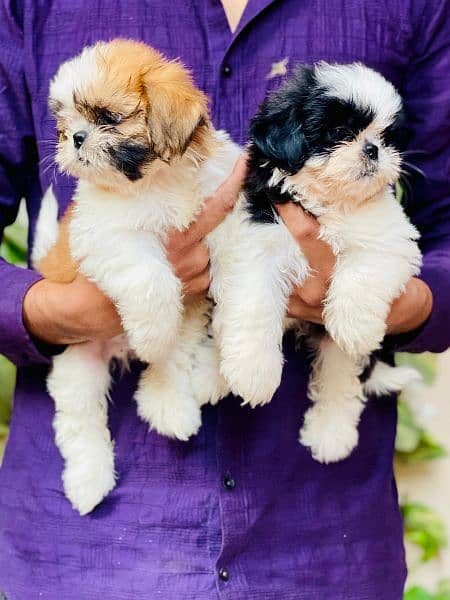 Top Quality Shitzu Pups 47000 each pup 2