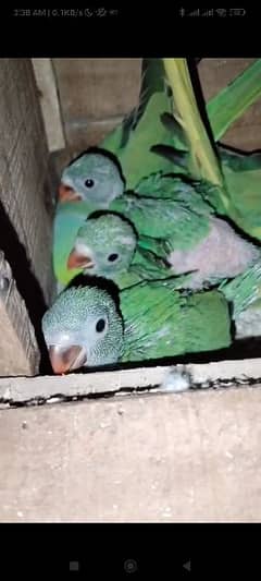 Ringneck pin feather chicks available for sale.