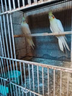 cockatiel pair best breeders
