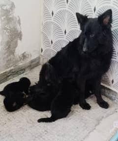 Strong bloodline shepherd puppies ready for new home