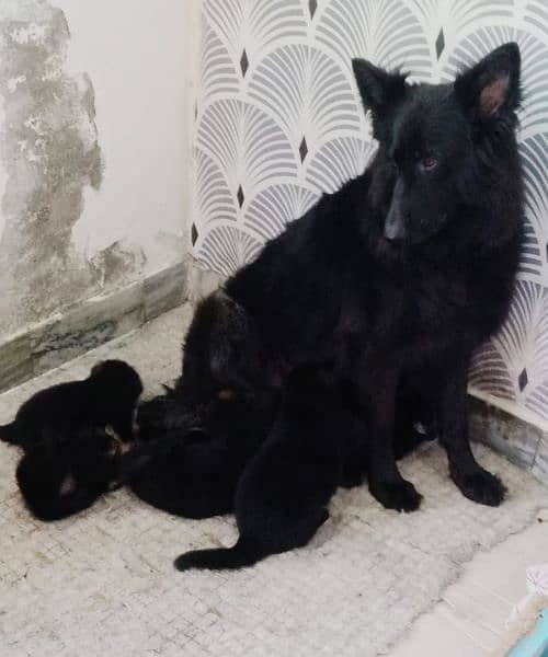Strong bloodline shepherd puppies ready for new home 0