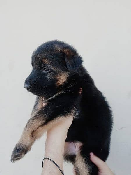 Strong bloodline shepherd puppies ready for new home 5