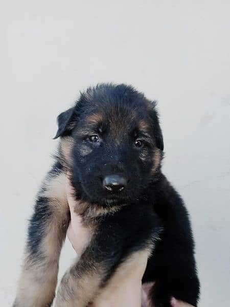 Strong bloodline shepherd puppies ready for new home 9