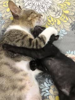 newborn baby kittens born at home 2 months old 0