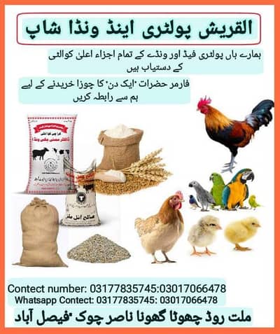 Lohman Brown Chick/Golden misri chicks