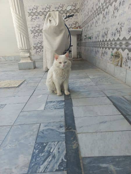 persian Cat 1