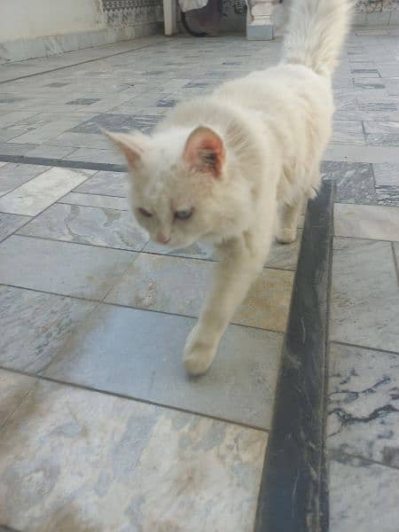persian Cat 6