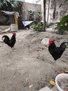 Pure Australop heritage rooster for sale.