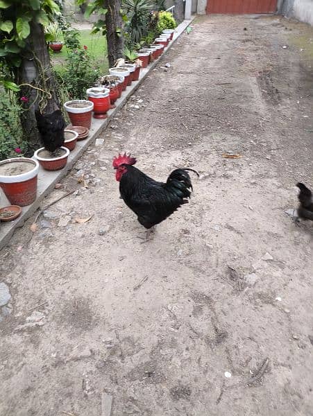 Pure Australop heritage rooster for sale. 1